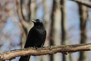 corvo negro sentado em galho de árvore foto