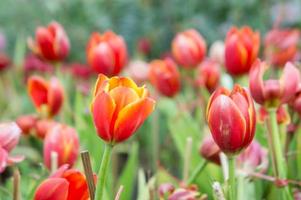flores de tulipa vermelha no jardim o bom dia na tulipa do jardim foto