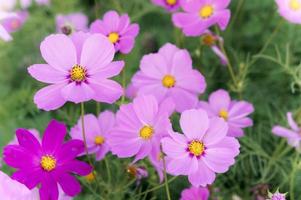 flores cosmos no campo florescendo no dia no jardim da natureza foto