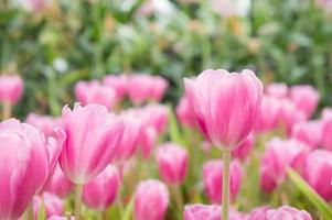 jardim de flores de tulipa rosa, flor de tulipa florescendo no jardim foto