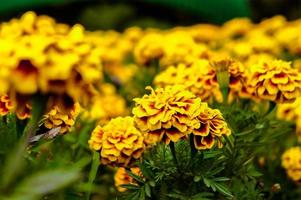 flores de calêndula no jardim no verão, flores amarelas, lindas flores no verão no belo dia flores de ervas foto