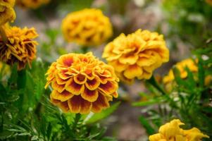 flores de calêndula no jardim no verão, flores amarelas, lindas flores no verão no belo dia flores de ervas foto