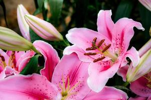 lilly flores cor de rosa no jardim flores românticas coloridas, flor de pólen foto