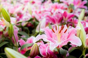 lilly flores cor de rosa no jardim da natureza romance flores da natureza florescendo no jardim foto