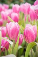 jardim de flores de tulipa rosa, flor de tulipa florescendo no jardim foto