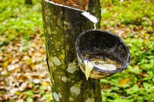 látex leitoso natural extraído da plantação de seringueiras como fonte de borracha natural no campo foto