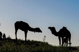 camelos em Marrocos foto