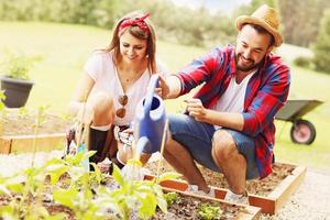 jovem casal plantando vegetais orgânicos foto