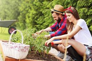 jovem casal plantando tomates orgânicos foto