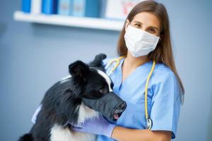 veterinário feminino examinando um cachorro na clínica foto