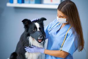 veterinário feminino examinando um cachorro na clínica foto