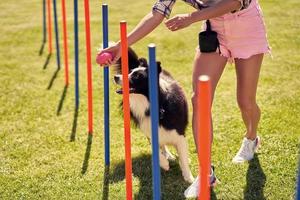 cachorro border collie e uma mulher em um campo de agilidade foto