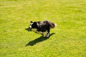 cachorro border collie correndo em um campo de agilidade foto