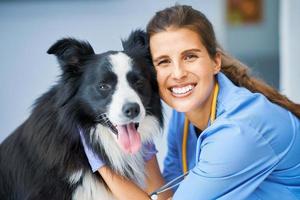 veterinário feminino examinando um cachorro na clínica foto