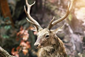 exposição de animais selvagens foto