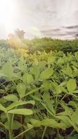 planta de folha de soja pela manhã com luz solar foto