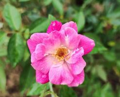 macro foto rosa flor no jardim