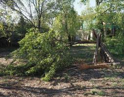 árvore danificada por vendavais durante a tempestade foto