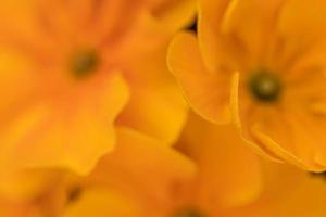 lindas flores suaves de primavera verão cor amarela e laranja. fundo de natureza inspiração, closeup de flores desabrochando. cartão postal de banner de área de trabalho floral. imagem artística romântica suave suave, copie o espaço foto