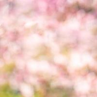 belo fundo desfocado da primavera, bokeh colorido brilhante e artístico, flores, florescendo alegre e conceito de frescor. modelo de primavera, cores, beleza na natureza, design de desfoque sazonal foto