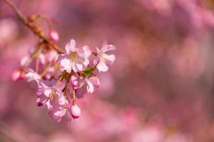 pano de fundo floral abstrato de flores roxas sobre cores pastel com estilo suave para a primavera ou verão. natureza banner fundo de primavera com espaço de cópia. bela natureza colorida inspiradora foto