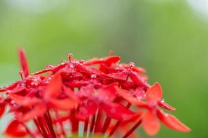 flor de santan na ilha maldivas. closeup de flor tropical santan vermelha com gotas de chuva matinal e fundo de bokeh desfocado, luz natural suave foto