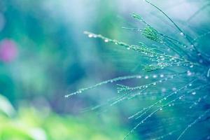 tiro macro da cabeça de flor no orvalho da manhã. ambiente de natureza artística brilhante, closeup abstrato de gotas de chuva foto