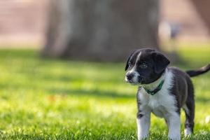 adorável retrato de incrível cachorro border collie preto e branco saudável e feliz foto