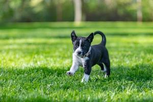 adorável retrato de incrível cachorro border collie preto e branco saudável e feliz foto