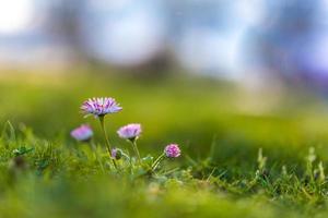 lindas flores cor de rosa, prado e primavera turva cenário natural com céu azul, macro, foco suave. imagem artística colorida mágica edificante e humor inspirador da natureza, fundo floral da primavera foto