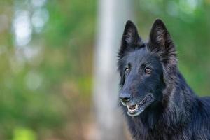 lindo cão groenendael divertido focando. retrato de outono groenendael de pastor belga preto. retrato de verão de cachorro preto groenendael com fundo verde foto