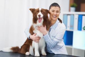 cachorro border collie marrom durante visita ao veterinário foto