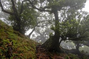 2022 08 18 madeira laurissilvia 2 foto