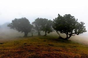 2022 08 18 madeira laurissilvia 18 foto