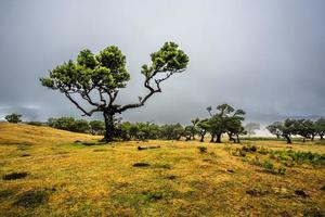 2022 08 18 madeira laurissilvia 32 foto