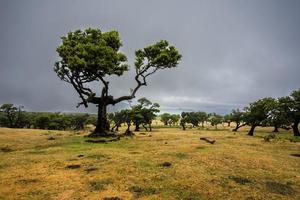 2022 08 18 madeira laurissilvia 30 foto