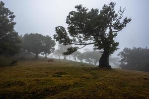 2022 08 18 madeira laurissilvia 20 foto