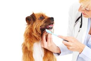 veterinário escovando os dentes do cachorro foto
