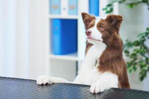 cachorro border collie marrom durante visita ao veterinário foto