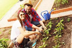 jovem casal plantando vegetais orgânicos foto