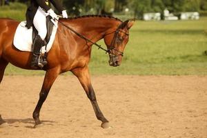 close-up de cavalo andando foto