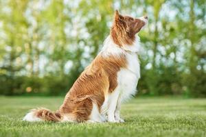 cachorro border collie de chocolate marrom treinando no jardim foto