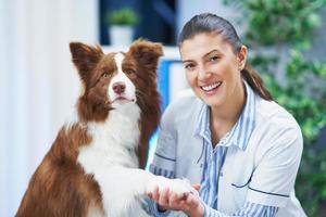 cachorro border collie marrom durante visita ao veterinário foto