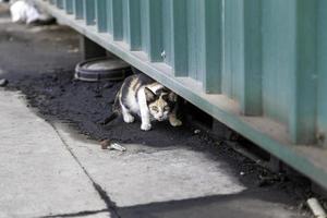 gatos abandonados na rua foto