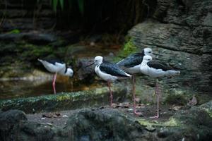 foto de quatro pássaros de palafitas de pescoço preto relaxando na margem do rio.