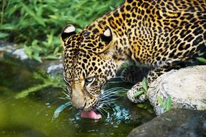 close-up imagem de um leopardo panthera pardus bebendo água em uma lagoa, como beber um leopardo é colocando a língua para fora foto