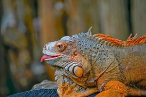 foto de uma iguana laranja com a língua de fora. vista lateral do close up.