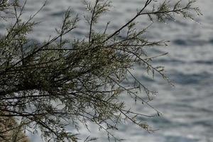 flores secas e folhas mediterrâneas com fundo marinho foto
