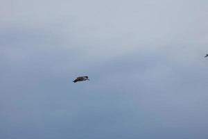 gaivotas selvagens na natureza ao longo das falésias da costa brava catalã, mediterrâneo, espanha. foto