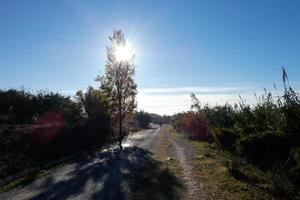 iluminação de outono de uma árvore na beira de uma estrada de terra foto